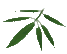 Bamboo Leaf