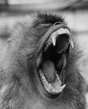 screaming monkey.jpg